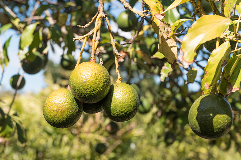 How to grow your own avocado trees