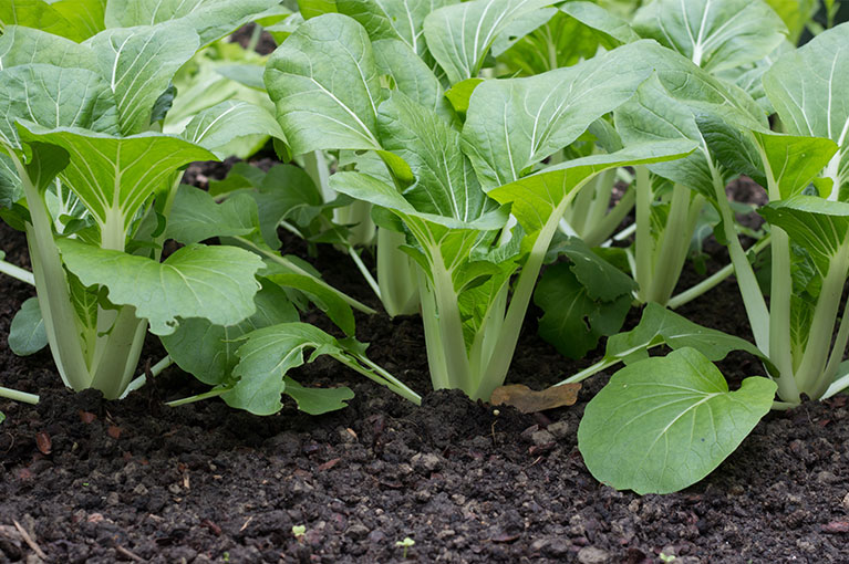Guide to growing winter greens