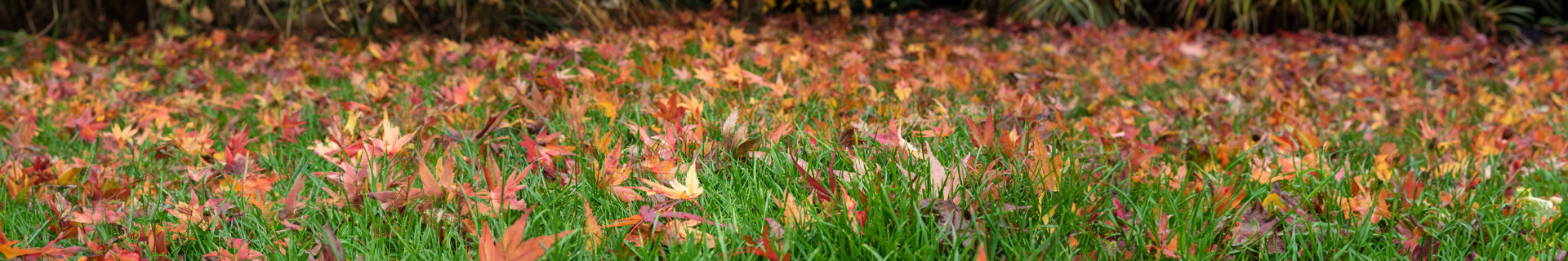 <p><strong>Keep your garden looking wonder-full this autumn</strong></p>

