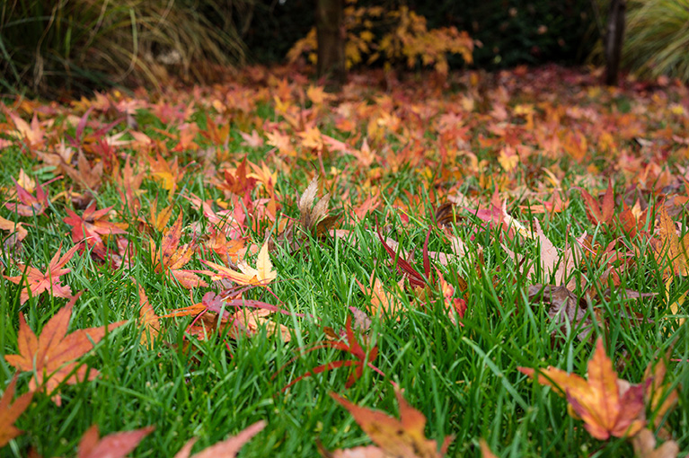 Keep your garden looking wonder-full this autumn