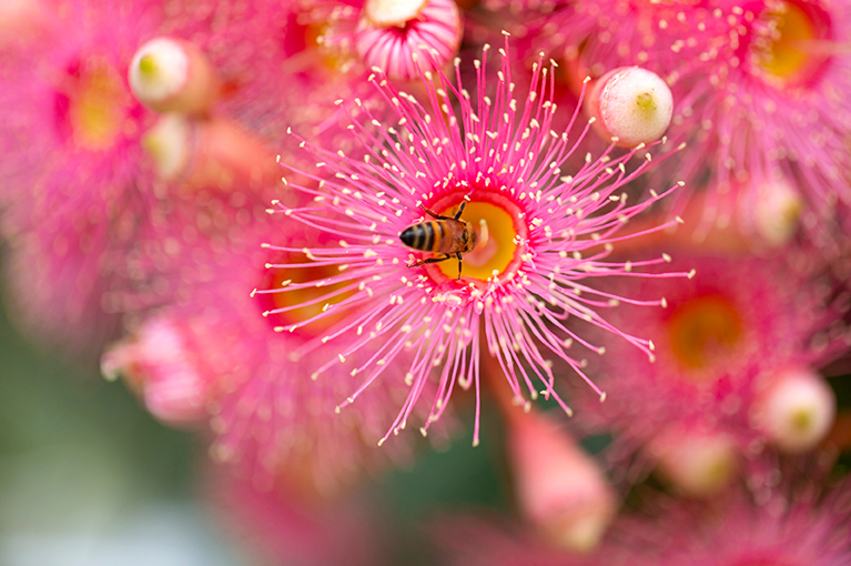 Embracing nature&#8217;s helpers: Encouraging bees into your garden
