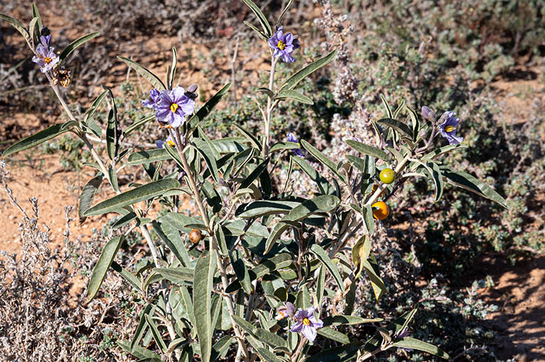 Discover the bounty of native Australian plants