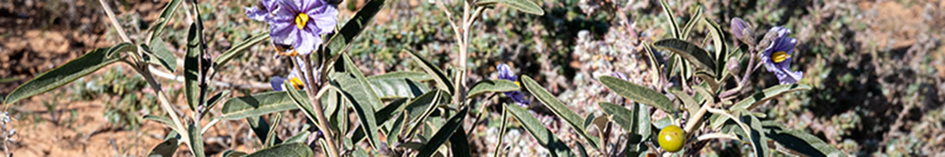 <p><b>Discover the bounty of native Australian plants</b></p>
