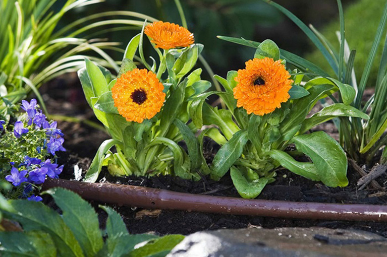 Waterwise gardening: Achieving sustainable beauty in the Aussie backyard