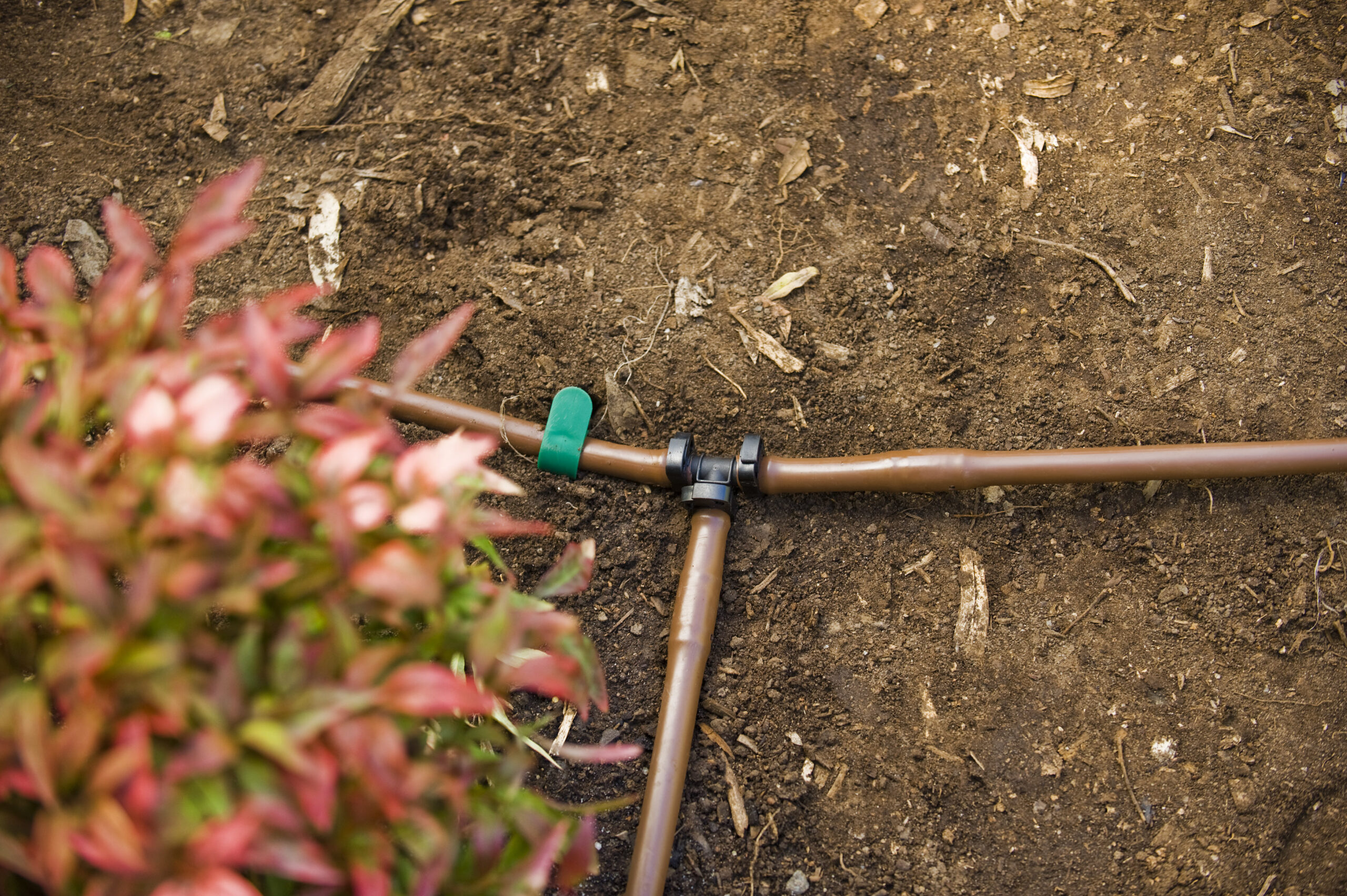 A Guide to Drip Irrigation for Established Trees and Shrubs