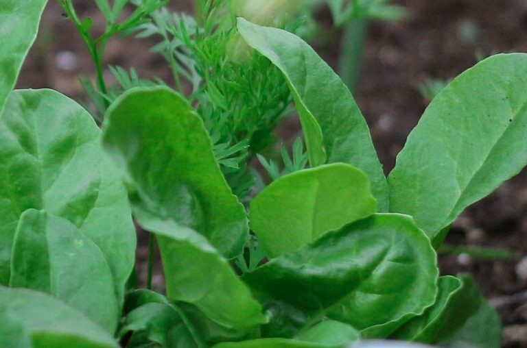 What to Plant in Autumn: 4 Easy Veggies for a Productive Winter Garden