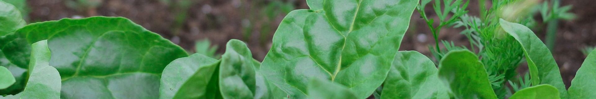<p><b>What to Plant in Autumn: 4 Easy Veggies for a Productive Winter Garden</b></p>
